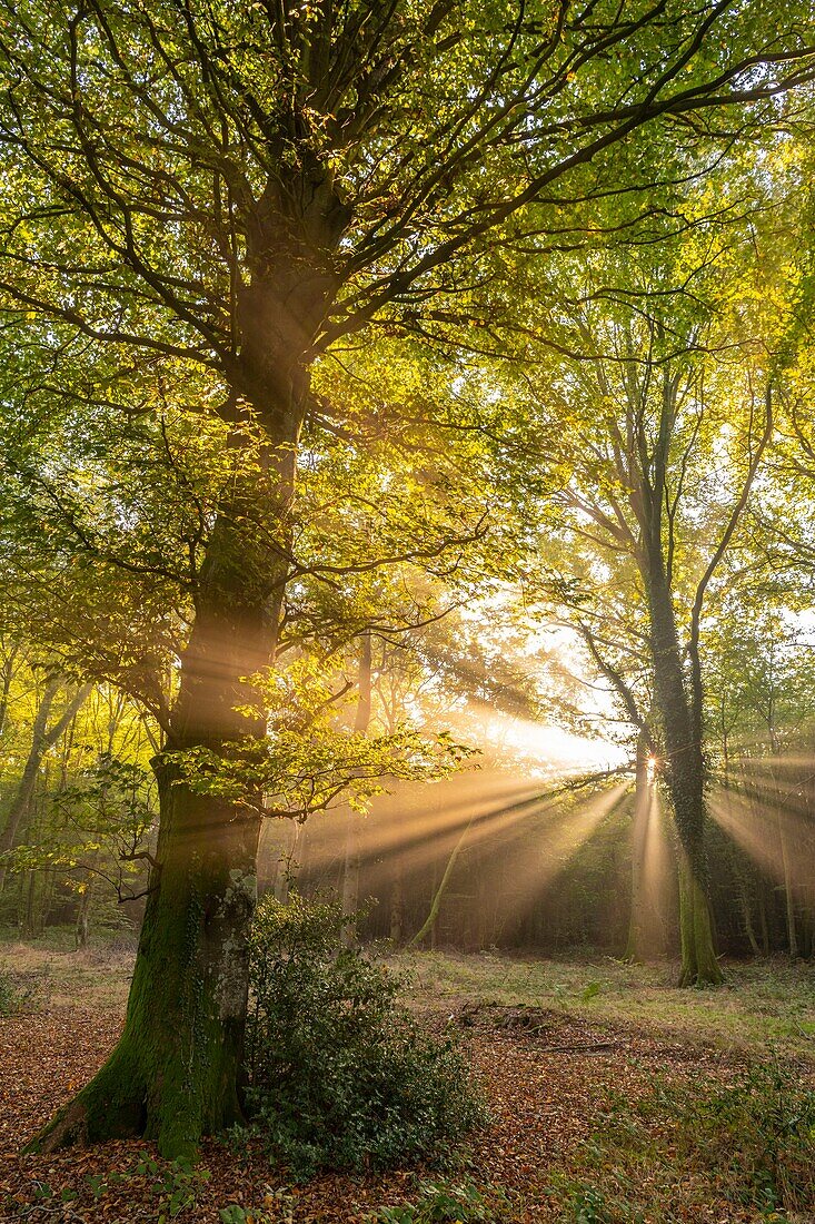 Frankreich,Somme,Wald von Crécy,Crécy-en-Ponthieu,Der Wald von Crécy und seine Buchen, die für die Qualität ihres Holzes berühmt sind (die Weißbuche von Crécy), im Frühherbst, wenn die Sonnenstrahlen den Nebel durchdringen