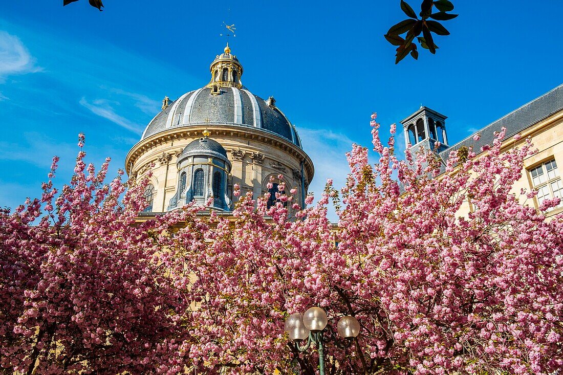 France,Paris,Saint-Germain-des-Prés district,Place Gabriel Pierné in spring with cherry blossoms
