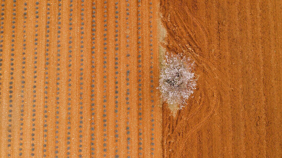 France,Alpes de Haute Provence,Verdon Regional Nature Park,Plateau de Valensole,Puimoisson,lavender and almond blossom field (aerial view)