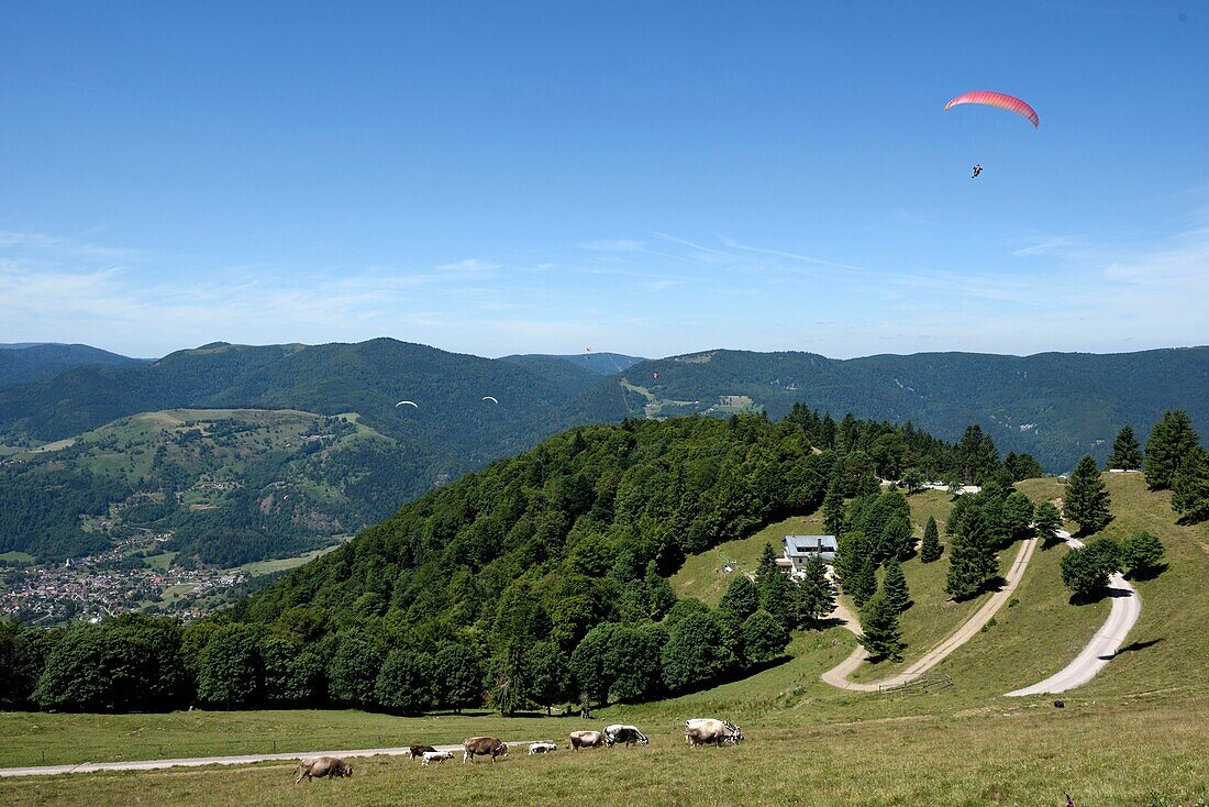 France,Haut Rhin,Hautes Vosges,Le Treh,paragliding flight area,overlooking Oderen and the Upper Thur Valley