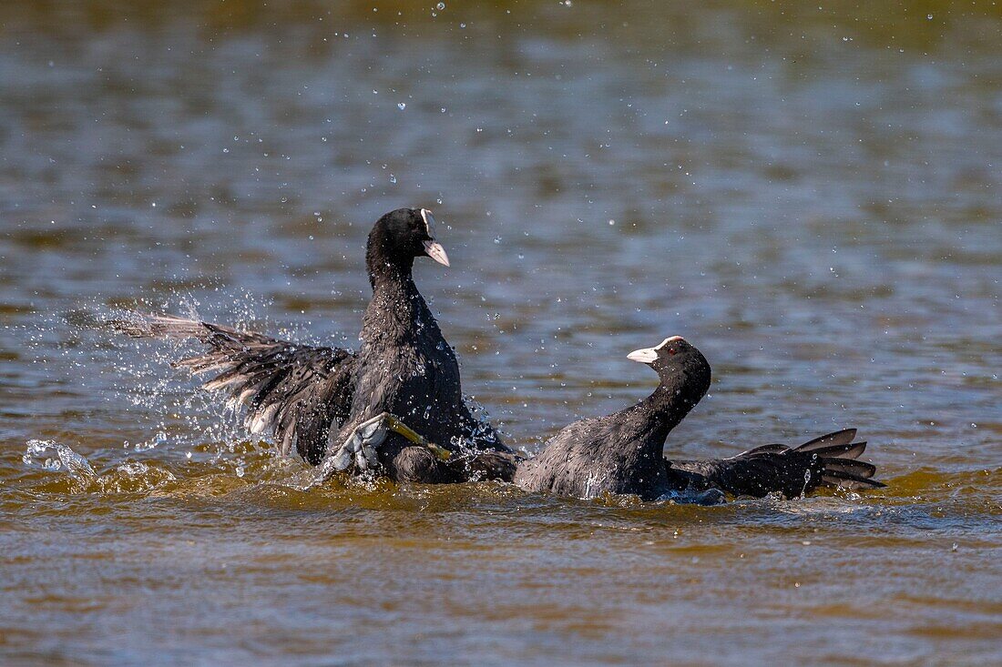 France,Somme,Bay of Somme,Natural Reserve of the Bay of Somme,Saint-Quentin-en-Tourmont,Ornithological Park of Marquenterre,Fight between Coot (Fulica atra - Eurasian Coot): when the coots are settling for breeding in the spring,conflicts are numerous for the defense of the territory with individuals who have not found a companion