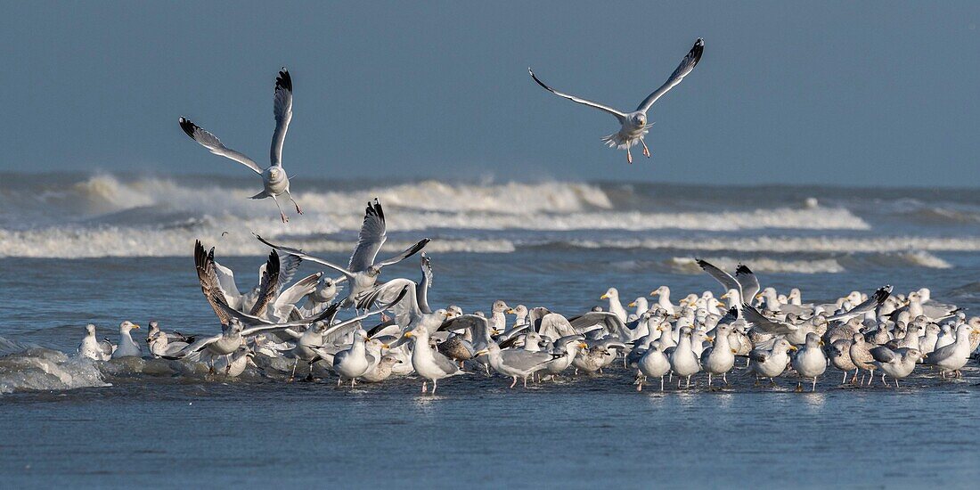 France,Somme,Picardy Coast,Quend-Plage,flight of Herring Gulls (Larus argentatus - European Herring Gull) on the beach