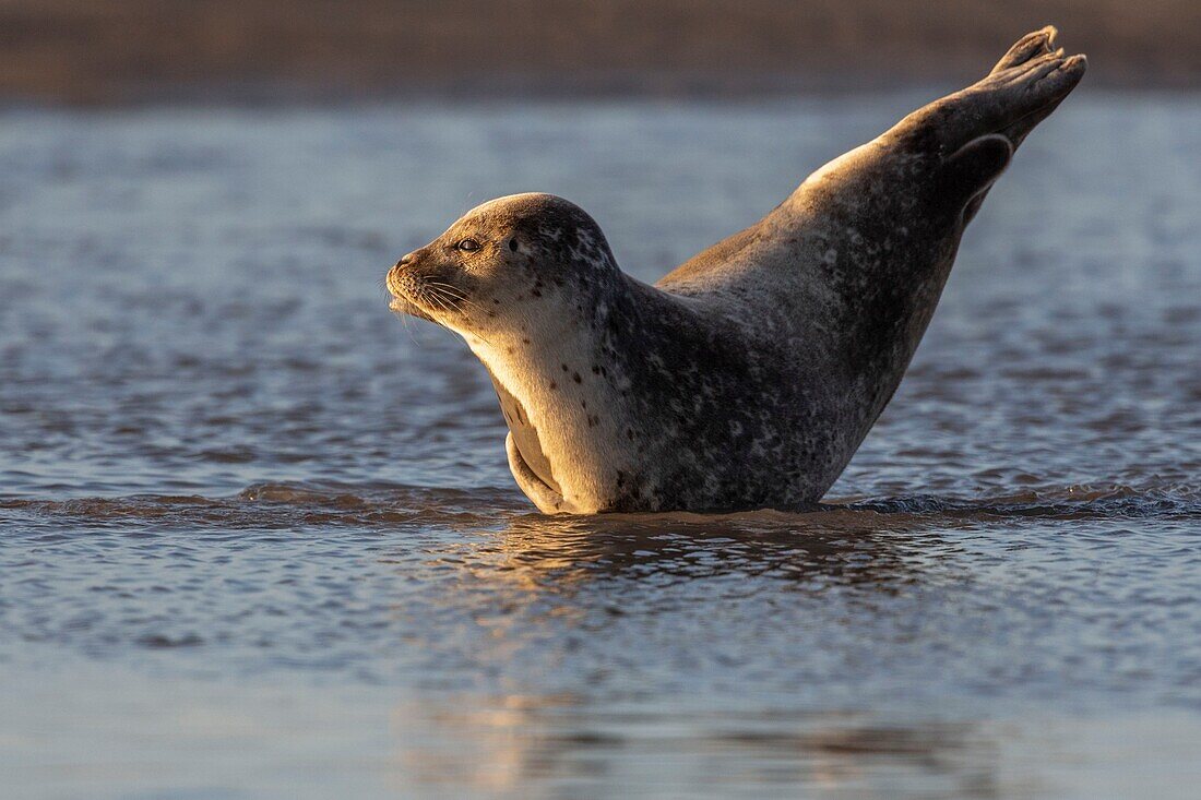 France,Pas de Calais,Cote d'Opale,Authie Bay,Berck sur mer,common seal (Phoca vitulina) resting on sandbanks at low tide