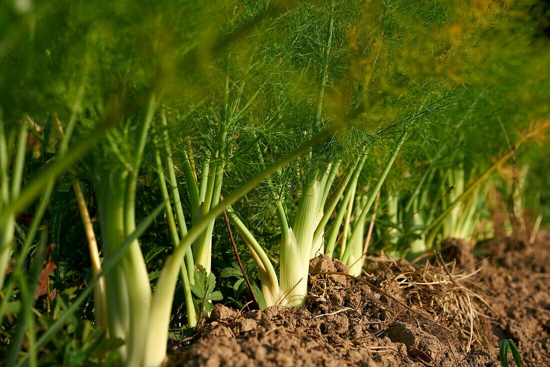 France,Aveyron,Najac,Les Jardins de la Riviere,Marie Lucille and Xavier Breton,market gardener,organic producer,Fennel (Foeniculum vulgare subsp. sativum)