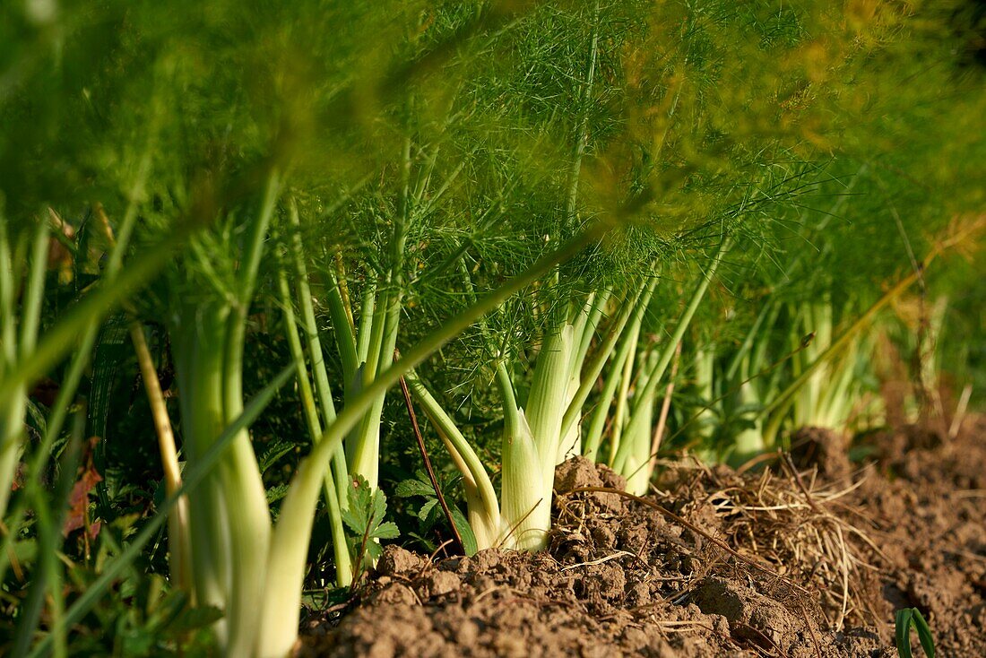 Frankreich,Aveyron,Najac,Les Jardins de la Riviere,Marie Lucille und Xavier Breton,Gemüsegärtner,Bio-Produzent,Fenchel (Foeniculum vulgare subsp. sativum)