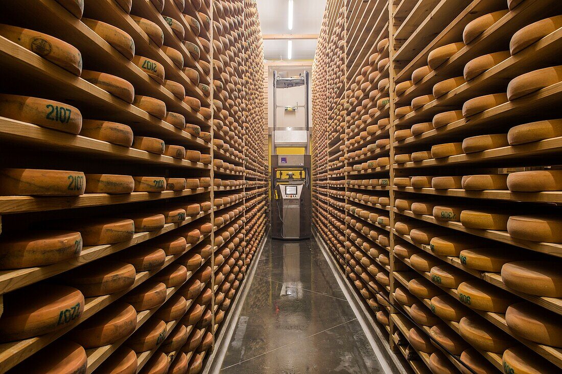 Frankreich,Jura,Poligny,Käserei Tourmont,Romain Foleas stellt County-Käse her,Reifekeller,Roboterisierung des Käseschleuderns und -bürstens