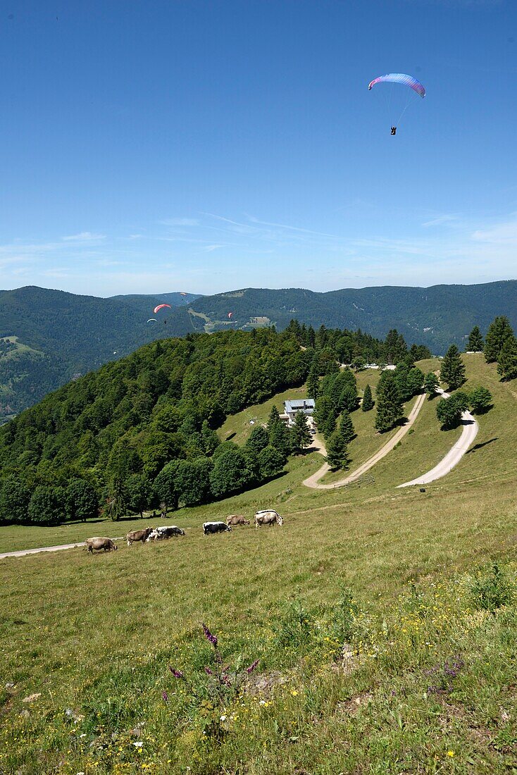 France,Haut Rhin,Hautes Vosges,Le Treh,paragliding flight area,overlooking Oderen and the Upper Thur Valley