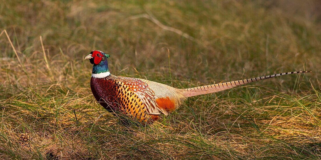 France,Somme,Baie de Somme,Baie de Somme Nature Reserve,Marquenterre Ornithological Park,Saint Quentin en Tourmont,Common Pheasant (Phasianus colchicus)