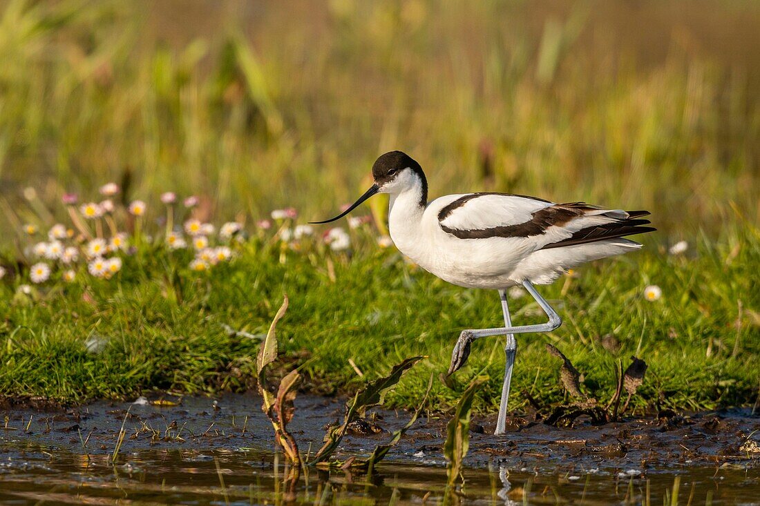 Frankreich,Somme,Baie de Somme,Naturschutzgebiet der Baie de Somme,Ornithologischer Park Marquenterre,Saint Quentin en Tourmont,Säbelschnäbler (Recurvirostra avosetta)