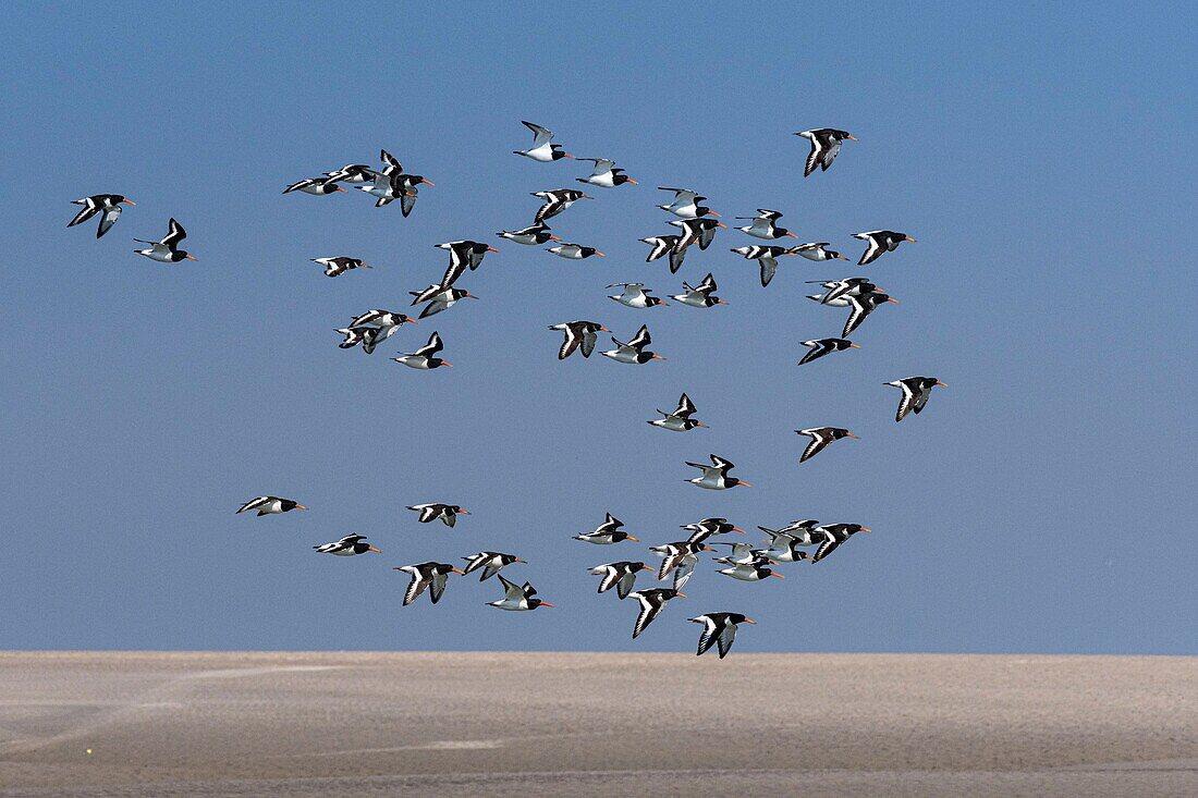 France,Somme,Baie de Somme,Oystercatcher (Haematopus ostralegus Eurasian Oystercatcher) flight dislodged by the rising tide