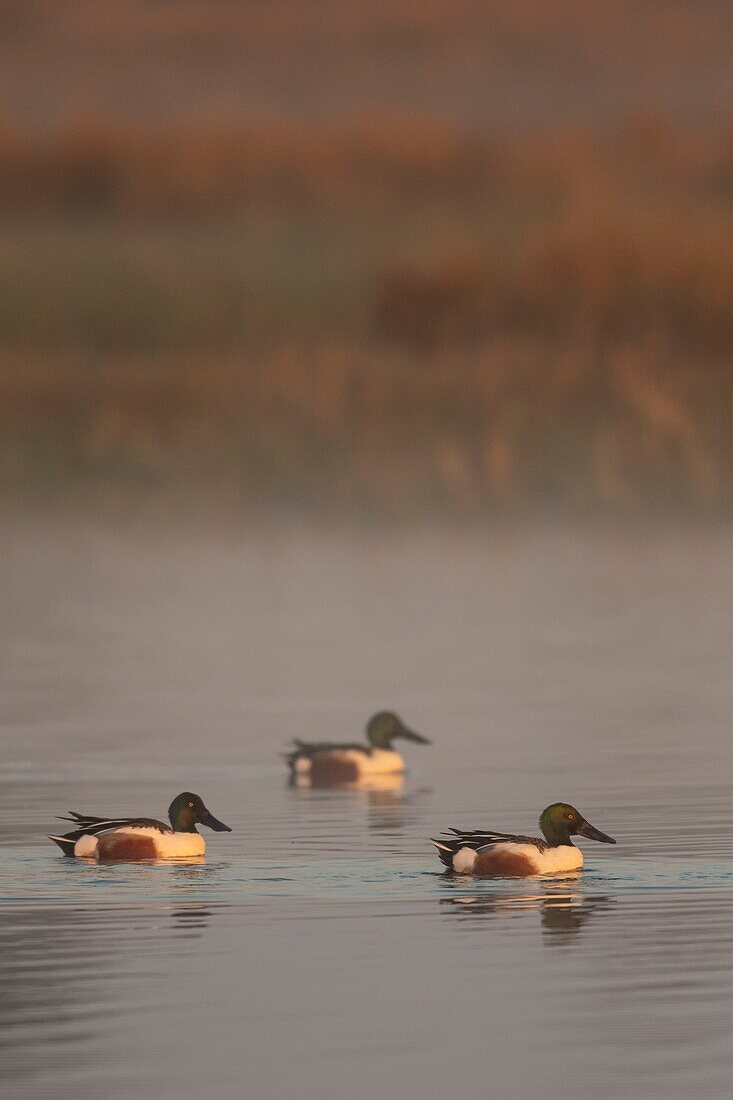 France,Somme,Baie de Somme,Le Crotoy,Northern Shoveler (Spatula clypeata) in the marsh