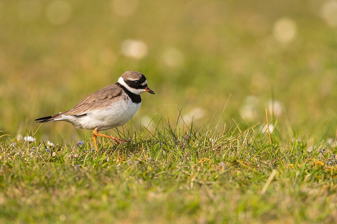 France,Somme,Cayeux sur Mer,Great Ringed Plover (Charadrius hiaticula Common Ringed Plover) at Ault