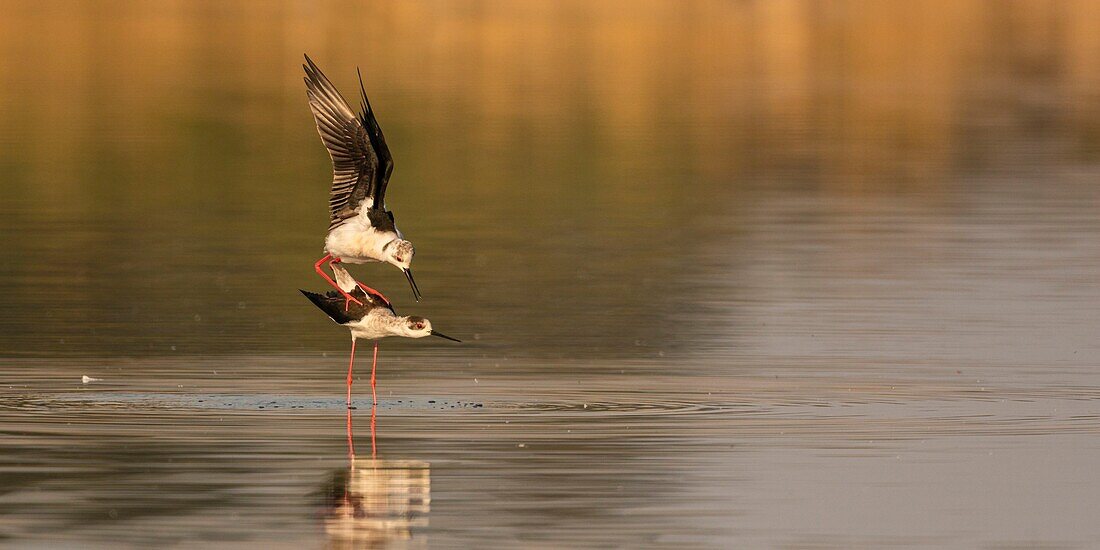 France,Somme,Baie de Somme,Natural Reserve of the Baie de Somme,Le Crotoy,White Stilt (Himantopus himantopus Black winged Stilt) Mating