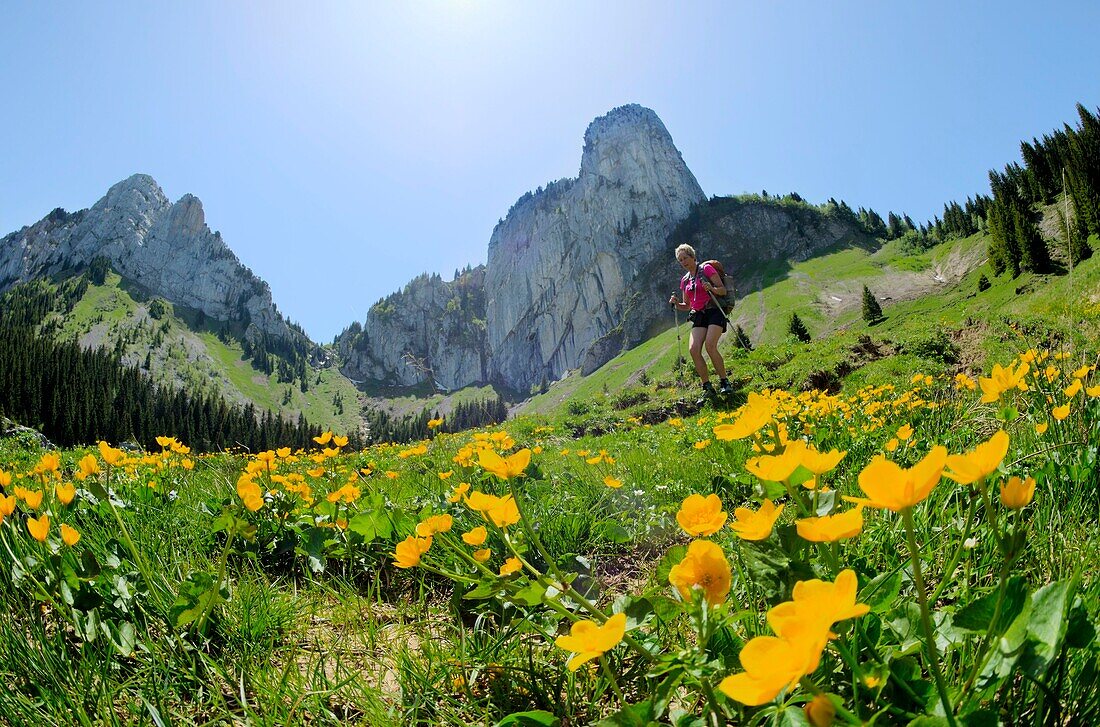 France,Haute Savoie,Massif des Bornes,Glieres plateau Hiking in the valley of Pré de Vaudé,poplar flowers and rock Parnal