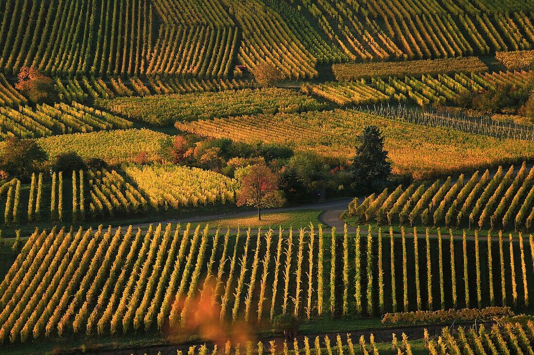 Frankreich,Haut Rhin,Niedermorschwihr,Route des Vins d'Alsace,Weinberge am frühen Morgen bei Niedermorschwihr