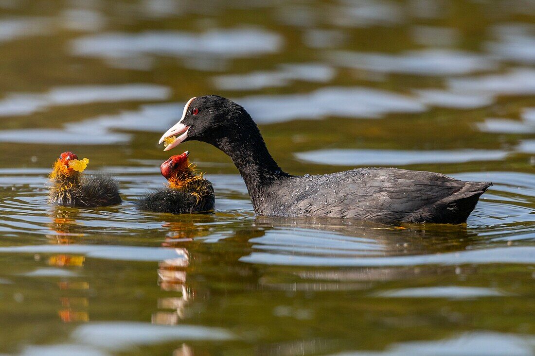 France,Somme,Bay of Somme,Natural Reserve of the Bay of Somme,Saint-Quentin-en-Tourmont,Marquenterre Ornithological Park,Coot (Fulica atra - Eurasian Coot): feeding of young brood by the adults who seek plants at the bottom of the water for their chicks or give them insects and larvae