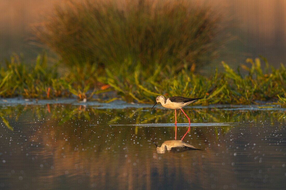 Frankreich,Somme,Baie de Somme,Naturreservat der Baie de Somme,Le Crotoy,Stelzenläufer (Himantopus himantopus Schwarzflügelstelze)