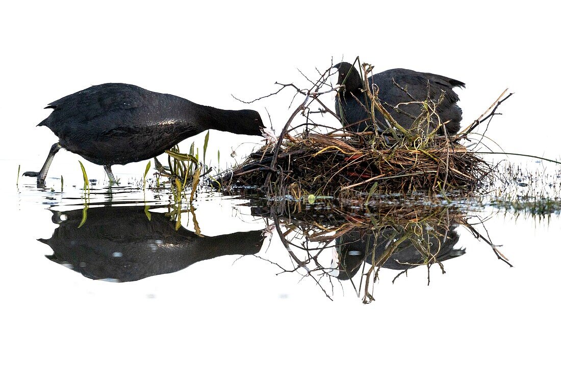 France,Somme,Baie de Somme,Le Crotoy,Crotoy Marsh,Coot (Fulica atra) busy building the nest in the spring