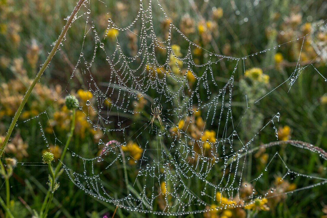 Frankreich,Lozere,Regionaler Naturpark Aubrac,Spinnennetz mit Morgentau bedeckt