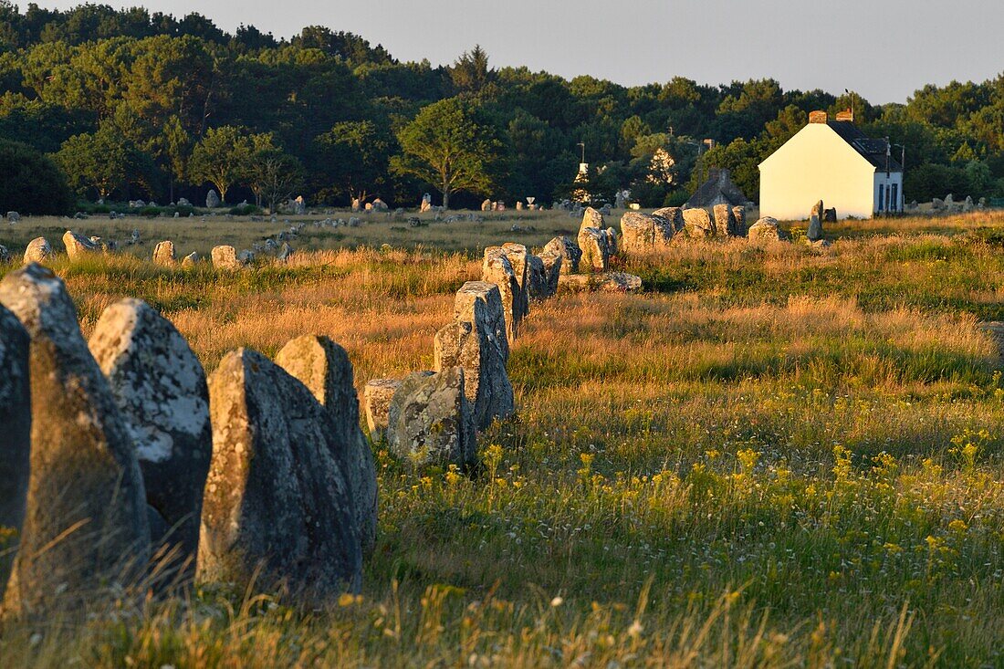 France,Morbihan,Carnac,megalithic site of Menec