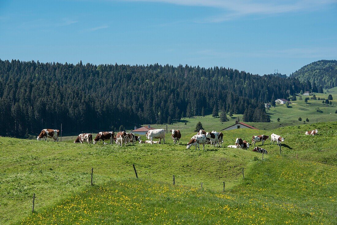 France,Jura,Les Moussieres,herd of dairy cows in the Bellecombe valley