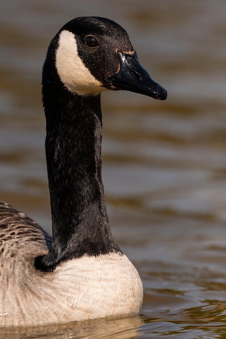 Frankreich,Somme,Baie de Somme,Baie de Somme Naturreservat,Marquenterre Ornithologischer Park,Saint Quentin en Tourmont,Kanadagans (Branta canadensis Kanadagans)