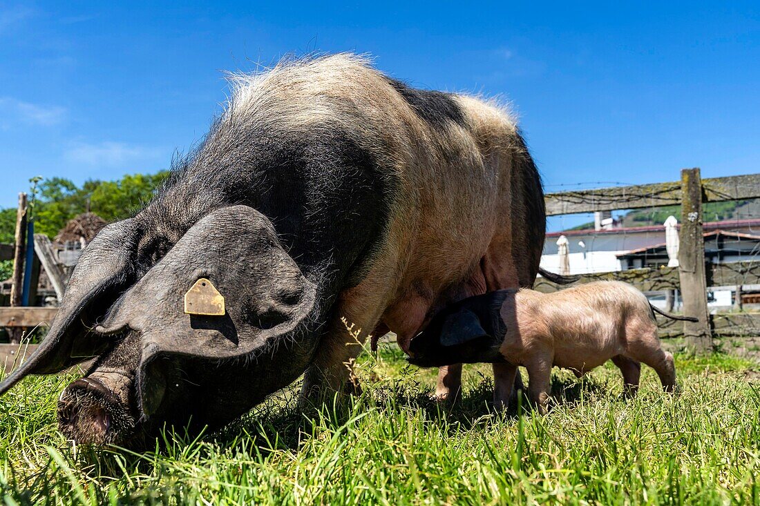 Frankreich,Pyrenees Atlantiques,Baskenland,Pierre Oteiza,Züchter und Handwerker im Aldudes-Tal,schwarzes Schweinefleisch aus dem Baskenland