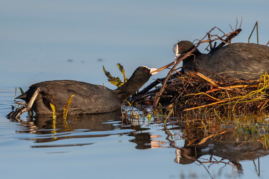 Frankreich,Somme,Baie de Somme,Le Crotoy,Crotoy Marsh,Blässhuhn (Fulica atra) beim Nestbau im Frühjahr