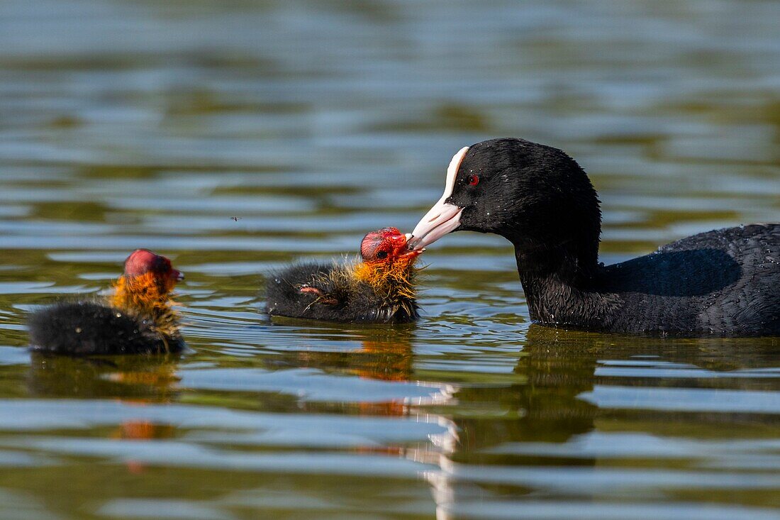 France,Somme,Bay of Somme,Natural Reserve of the Bay of Somme,Saint-Quentin-en-Tourmont,Marquenterre Ornithological Park,Coot (Fulica atra - Eurasian Coot): feeding of young brood by the adults who seek plants at the bottom of the water for their chicks or give them insects and larvae