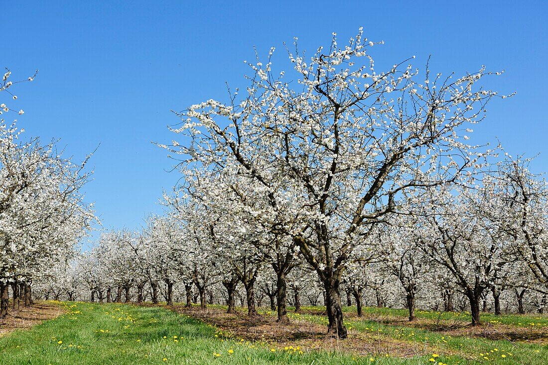 France,Vosges,Ubexy,mirabelle plum fields in bloom in april