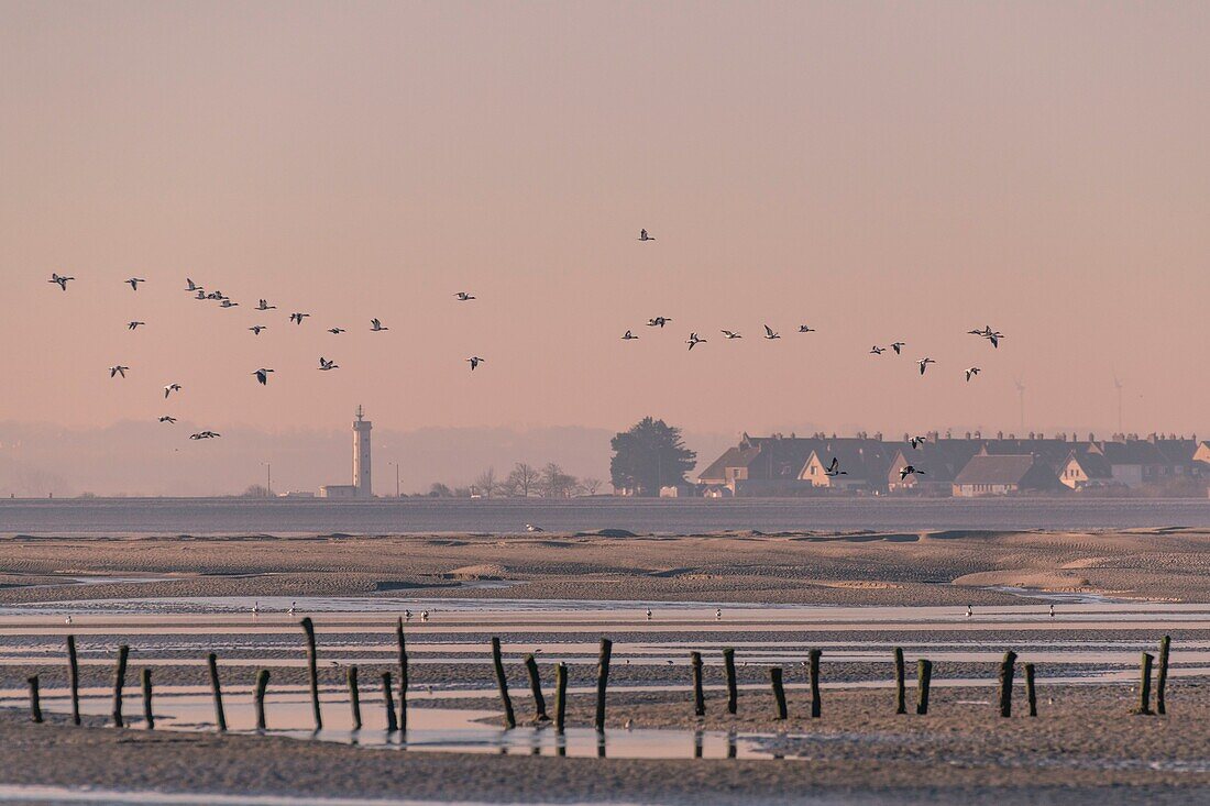 France,Somme,Baie de Somme,Natural Reserve of the Baie de Somme,Le Crotoy,passage of Common Shelducks (Tadorna tadorna ) vis-a-vis the Hourdel in the natural reserve