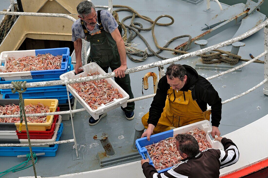 France,Finistere,Le Guilvinec,the port,quay,fishing trip of the coastal boats in the evening,unloading boxes of langoustines