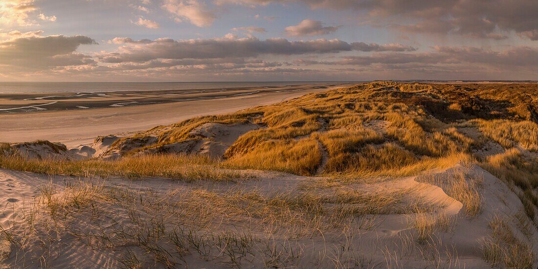 France,Somme,Picardy Coast,Fort-Mahon,the dunes of Marquenterre,between Fort-Mahon and the Bay of Authie,the white dunes covered with oyats to stabilize them