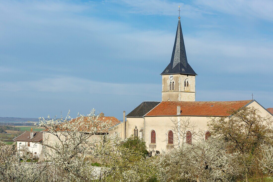 Frankreich,Meurthe et Moselle,Cotes de Toul,Lagney,Kirche Saint Clement,das Dorf und die blühenden Kirschpflaumenbäume