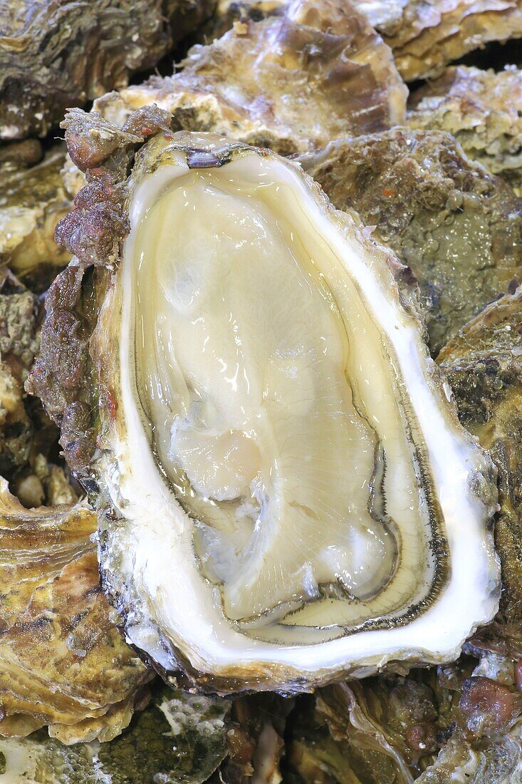 France,Ille et Vilaine,Emerald Coast,Cancale,wild oyster