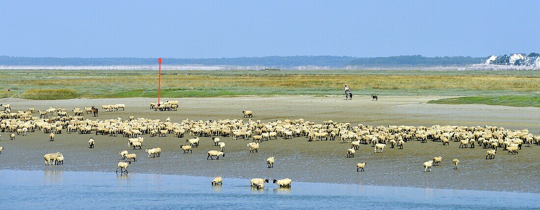 France,Somme,Baie de Somme,Saint Valery sur Somme,mouth of the Somme Bay at low tide,shepherd and sheep salt meadows (Ovis aries)
