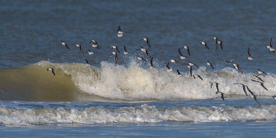 France,Somme,Picardy Coast,Quend-Plage,Sanderling in flight (Calidris alba ) along the beach