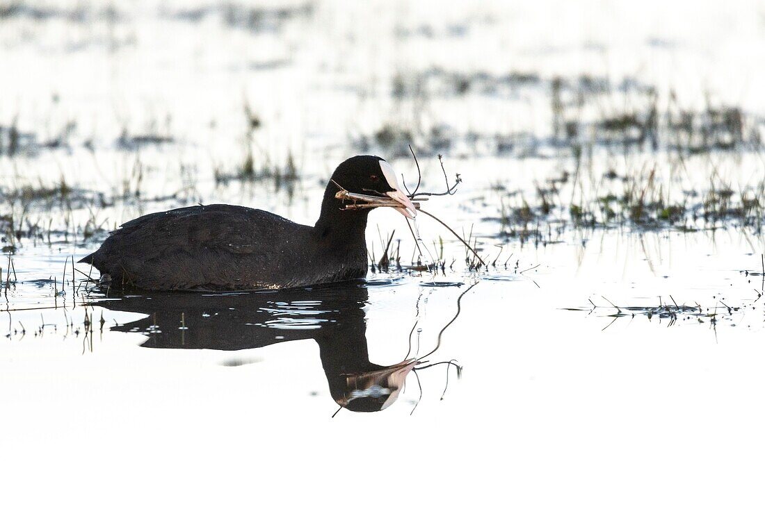 Frankreich,Somme,Baie de Somme,Le Crotoy,Crotoy Marsh,Blässhuhn (Fulica atra) beim Nestbau im Frühjahr