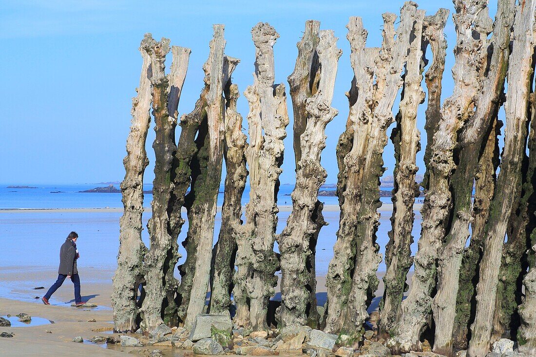 France,Ille et Vilaine,Emerald Coast,Saint Malo,Sillon beach with its wooden breakwaters