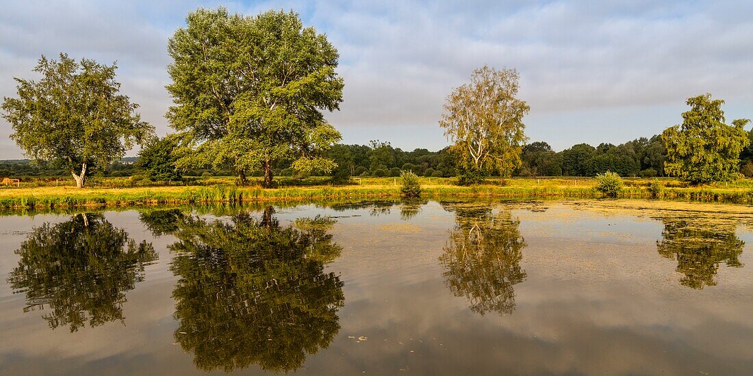 France,Somme,Valley of the Somme,marshes of Epagne-Epagnette,the swamp in the early morning while the fog dissipates,the marsh is populated by ponies for eco-grazing