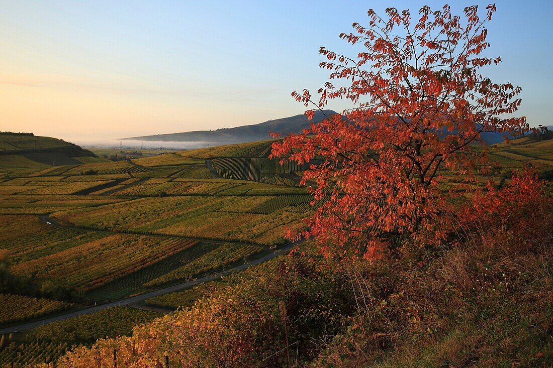 Frankreich,Haut Rhin,Niedermorschwihr,Route des Vins d'Alsace,Weinberge am frühen Morgen bei Niedermorschwihr