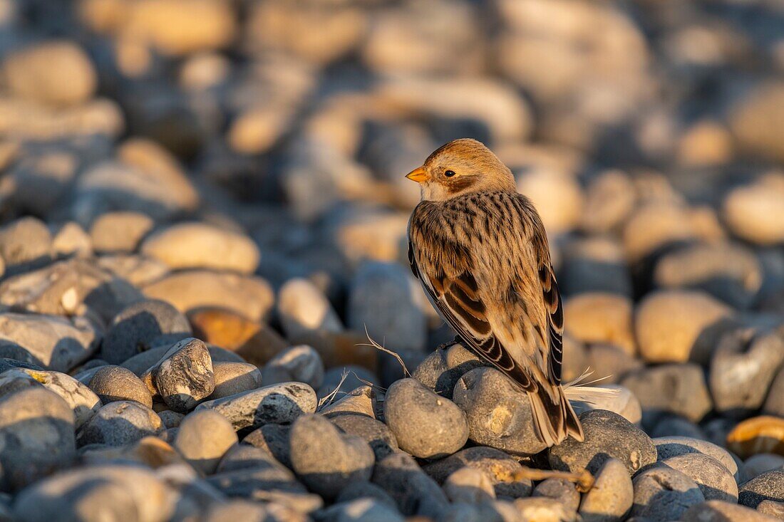 France,Somme,Baie de Somme,Le Hourdel,Snow Bunting (Plectrophenax nivalis) in pebbles in staging migratory at Le Hourdel