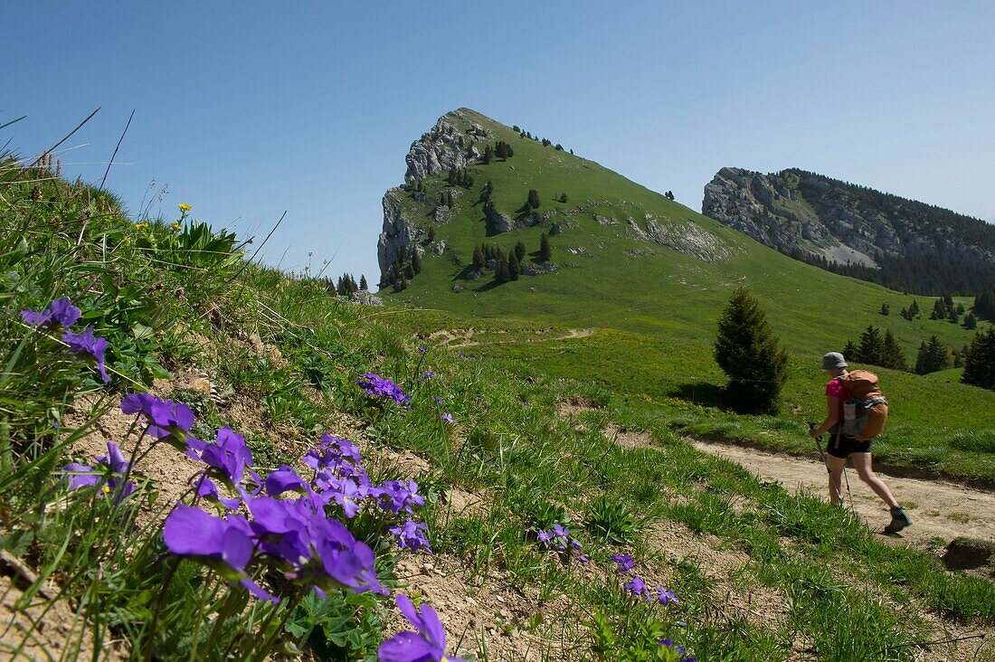 Frankreich,Haute Savoie,Massiv des Bornes,Plateau des Glieres,Wanderung Blick auf den Felsen Parnal und den Berg von Tampes vom Pass von Ebat und Blumen der Gedanken