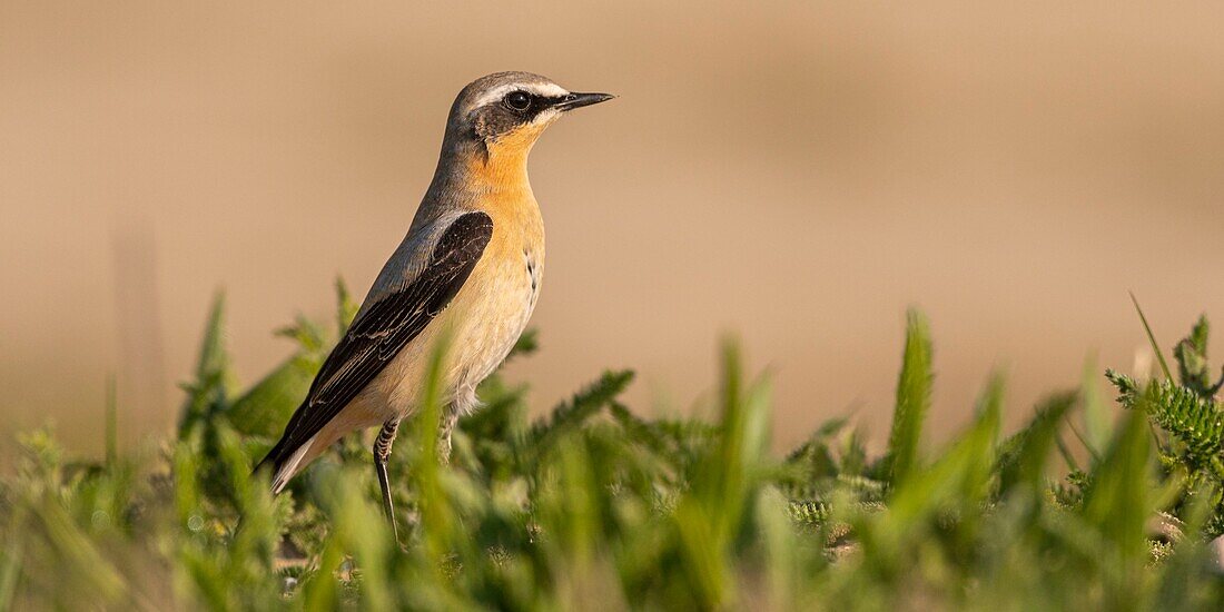 France,Somme,Baie de Somme,The Hâble d'Ault,Cayeux sur Mer,Wheatear (Oenanthe oenanthe Northern Wheatear)