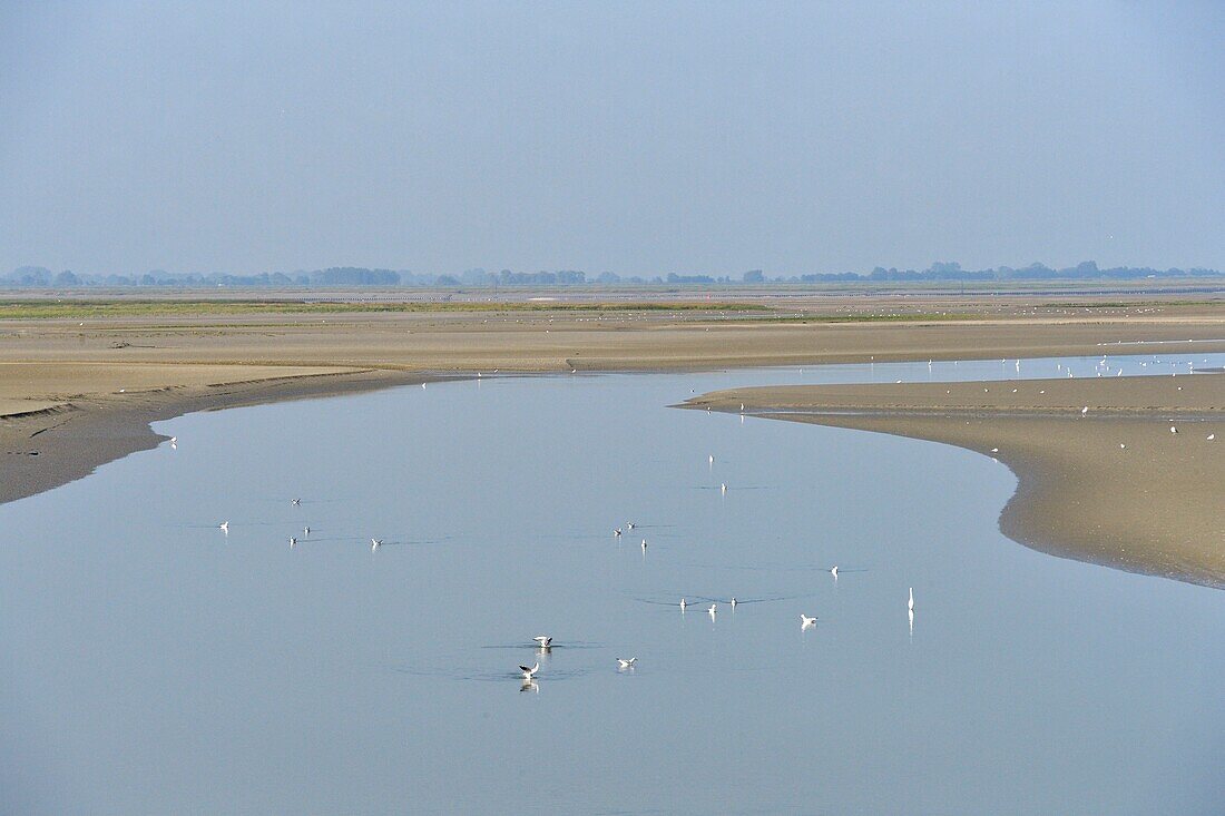 France,Somme,Baie de Somme,Saint Valery sur Somme,mouth of the Somme Bay