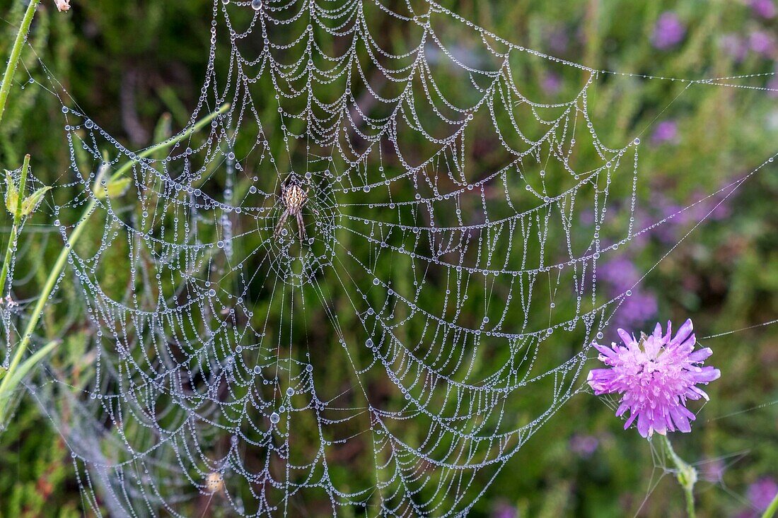 Frankreich,Lozere,Regionaler Naturpark Aubrac,Spinnennetz mit Morgentau bedeckt