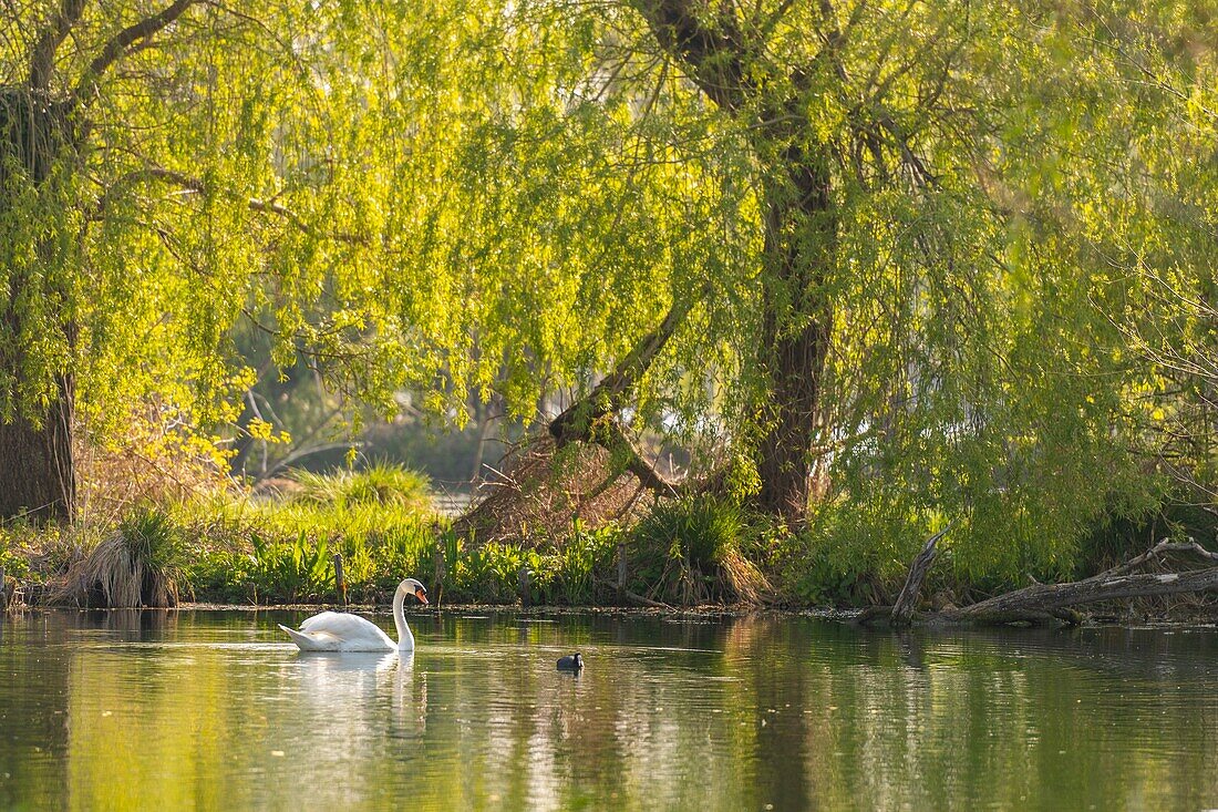 France,Somme,Valley of the Somme,Abbeville,Parc de la Bouvaque,Mute swan on the pond