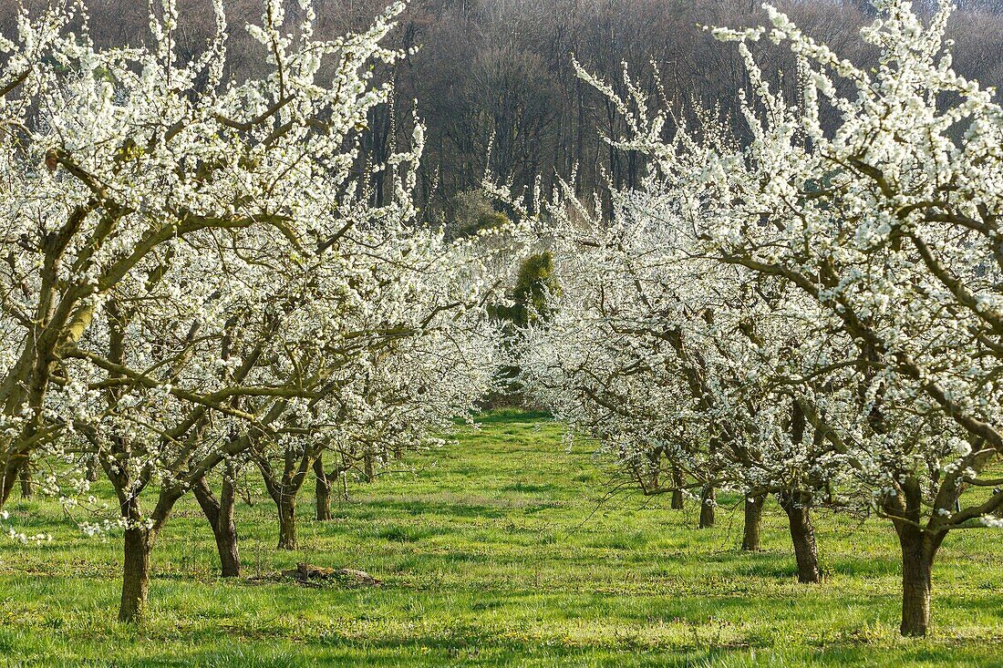 Frankreich,Meurthe et Moselle,Cote de Toul,Lagney,Kirschpflaumenbäume in Blüte