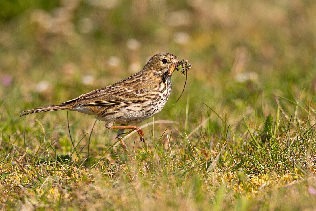 France,Somme,Baie de Somme,Cayeux sur Mer,The hâble d'Ault,Meadow pipit (Anthus pratensis Meadow Pipit)