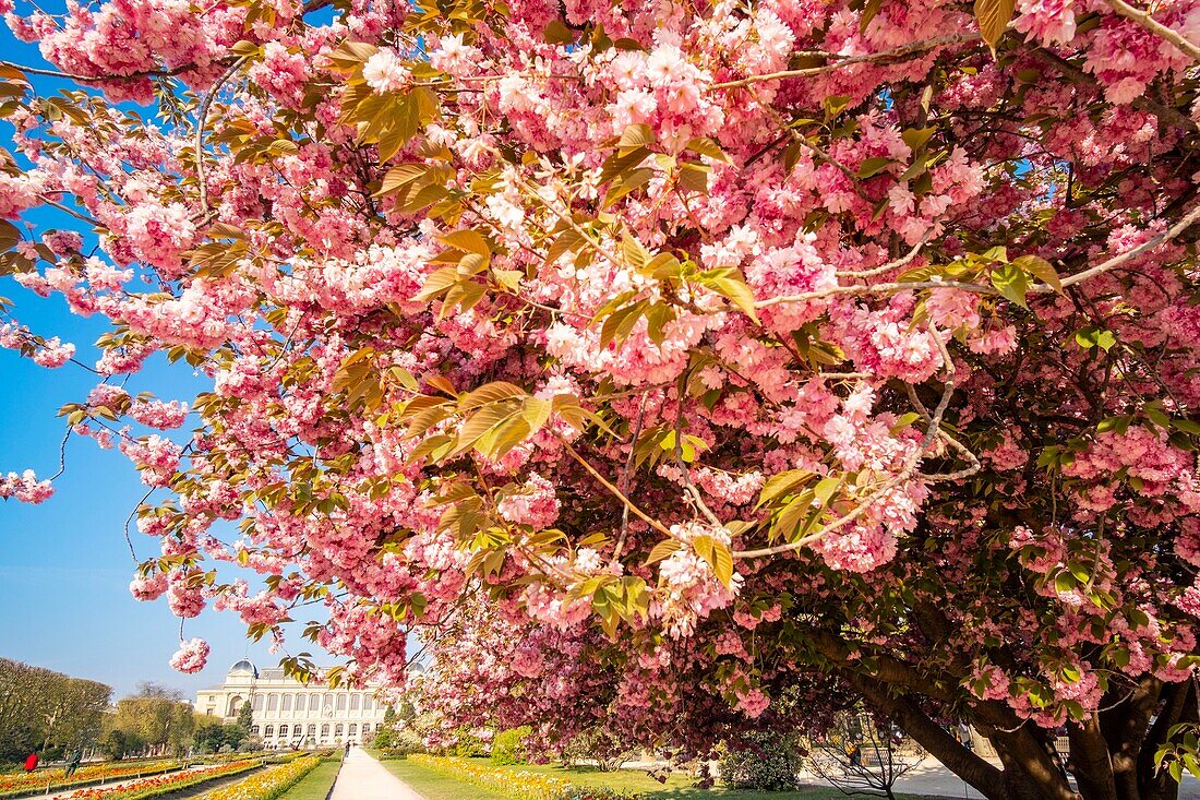 France,Paris,the Jardin des Plantes with a blossoming Japanese cherry tree (Prunus serrulata) in the foreground and the Grande Galerie of the Natural History Museum